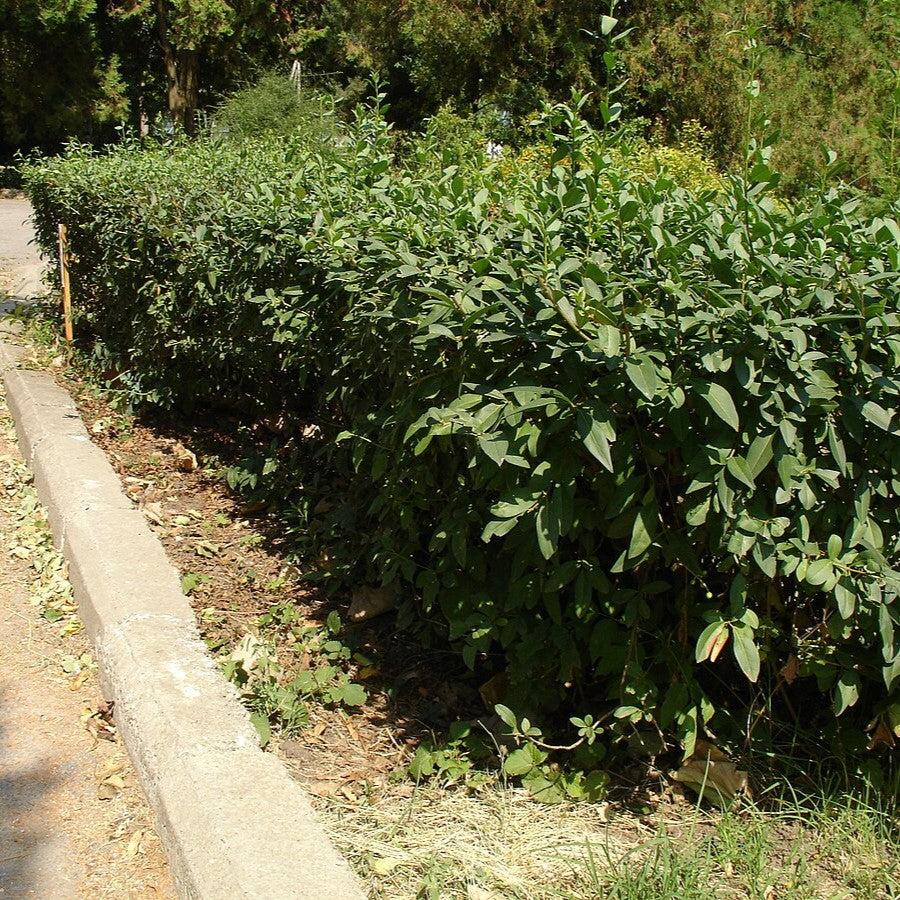 California Privet