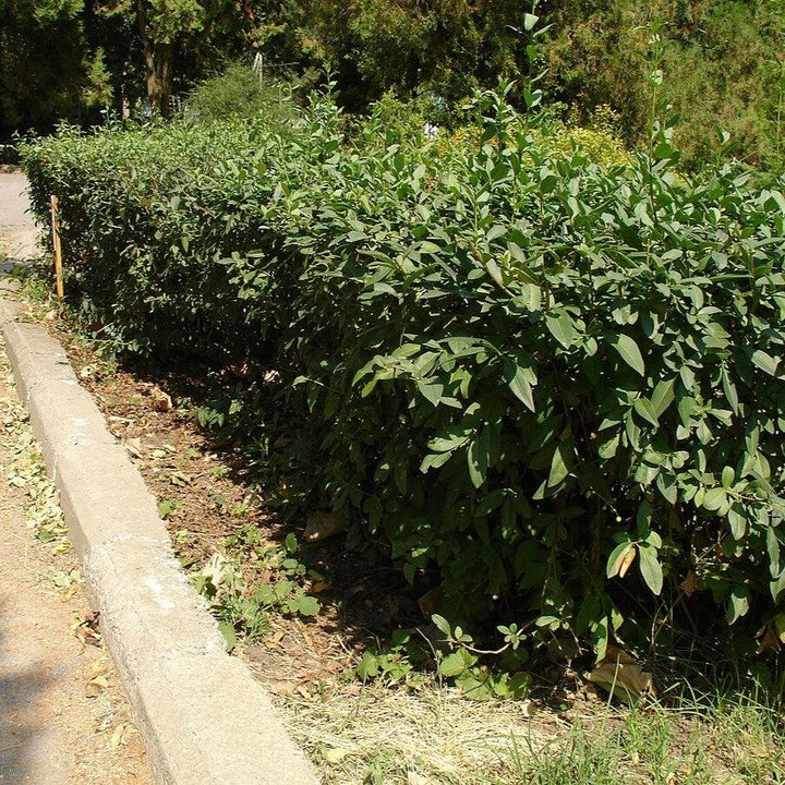 California Privet