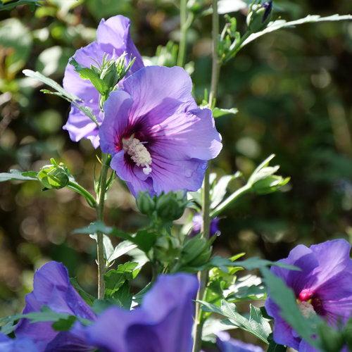 Paraplu Violet® Rose of Sharon