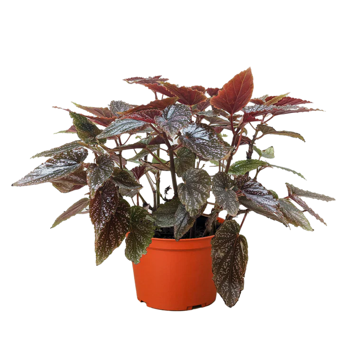Begonia 'Corallina'