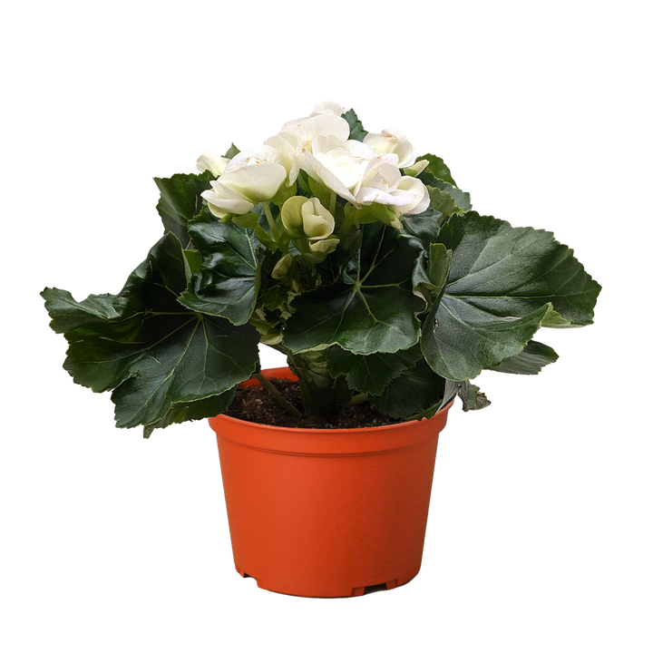 Begonia 'Reiger'
