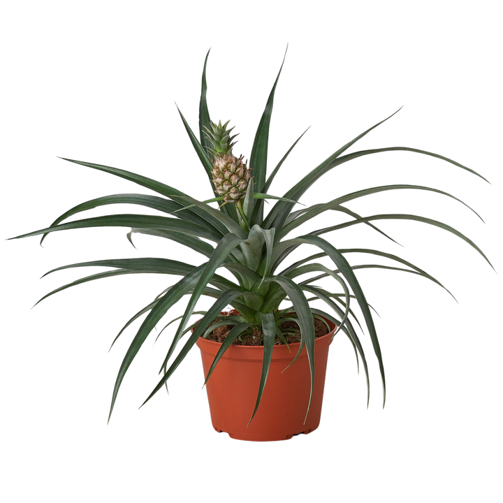 Bromeliad 'Yellow Pineapple' - 6" Pot