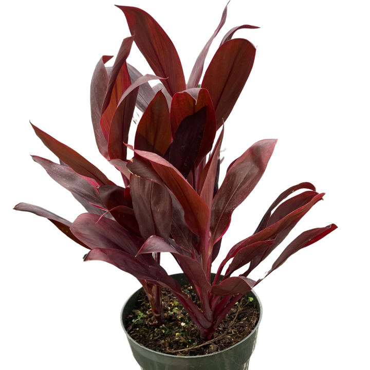 Cordyline 'Calypso Queen'