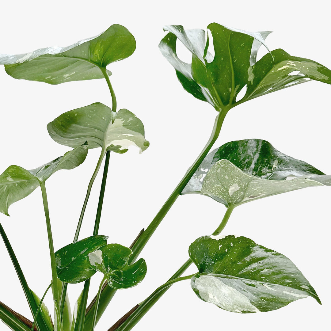 Monstera 'Thai Constellation'