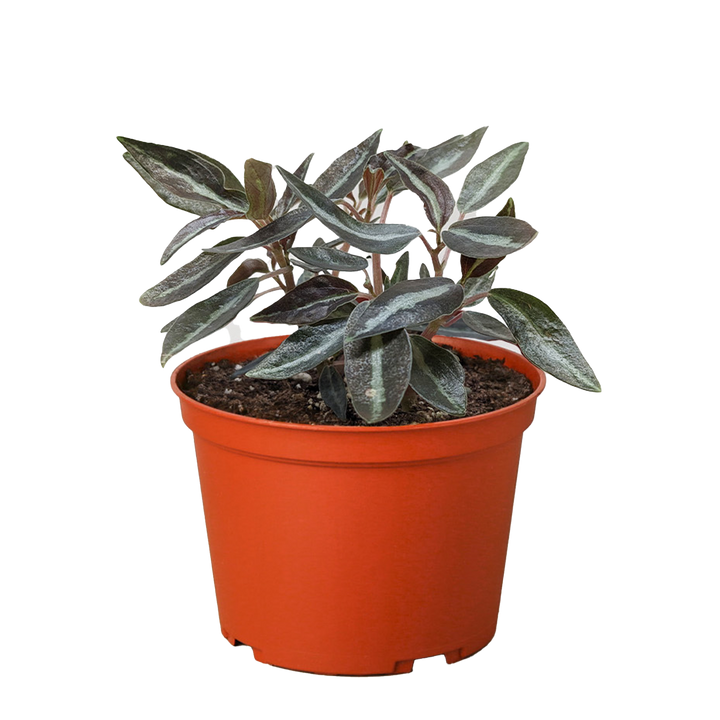 Peperomia 'Metallica'