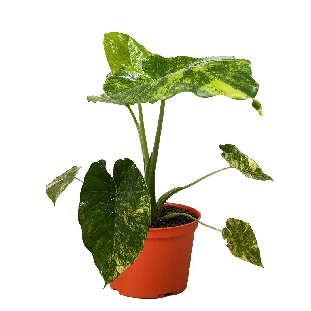 Philodendron Burle Marx Albo