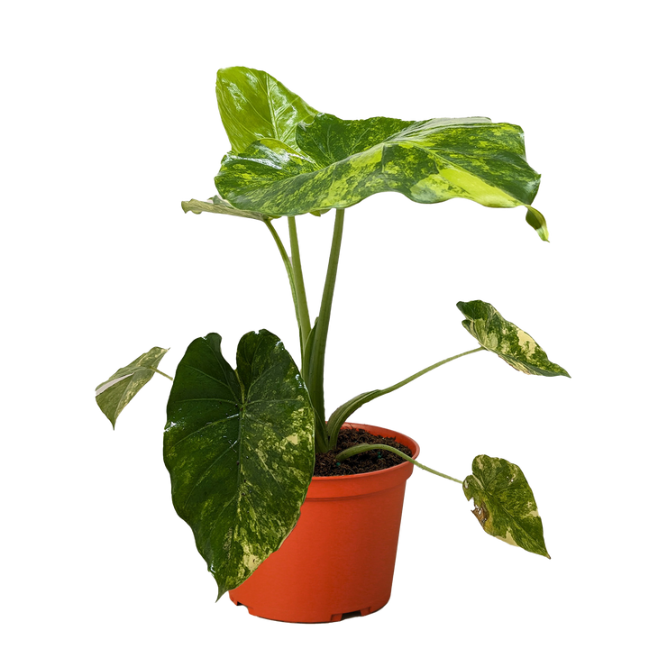 Philodendron Burle Marx Albo