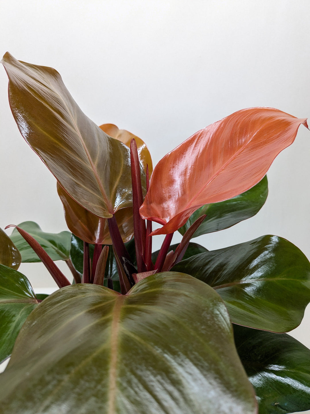 Philodendron 'Sun Red'