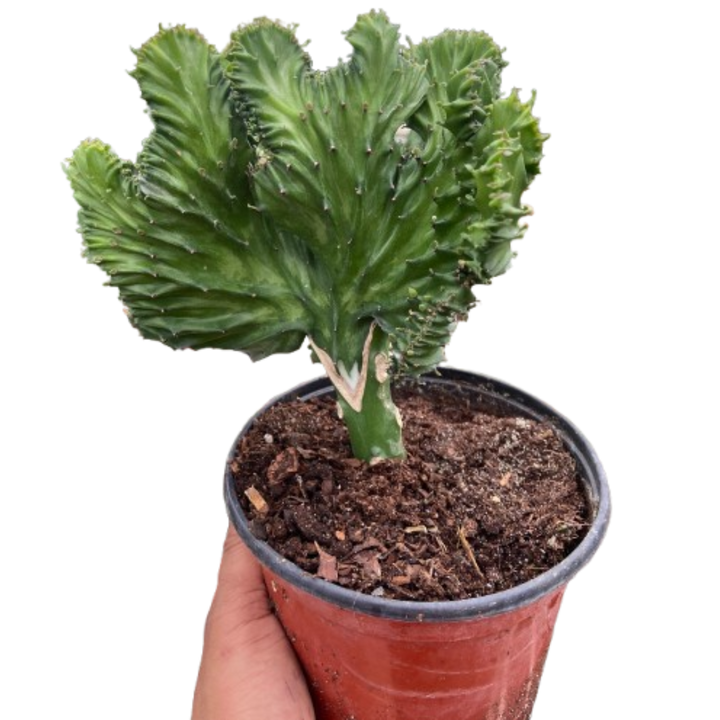Succulent Euphorbia Lactea Mermaid Tail