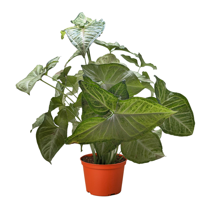 Syngonium 'Confetti'