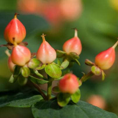 Pumpkin St. John's Wort