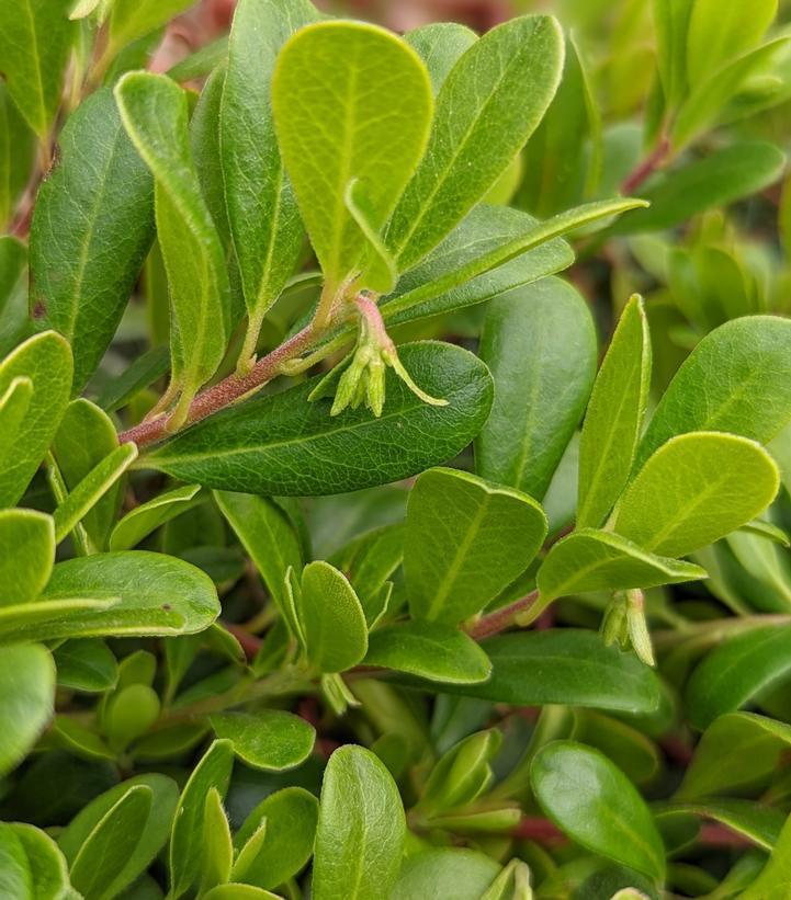 1G Arctostaphylos Massachusetts Hybrid Kinnickinnick - Bearberry - 1003605