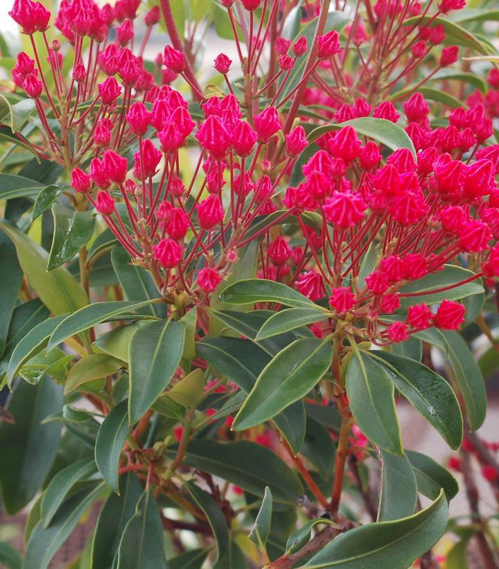 5G Kalmia lat. 'Sarah' Sarah Mountain Laurel - Thumbnail 2
