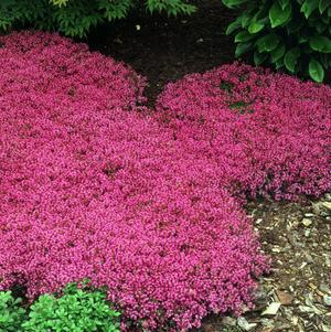 3" Thymus Praecox 'Coccineus' - Red Creeping Thyme - 1002603