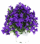 4" Campanula Majestic Purple - F2399