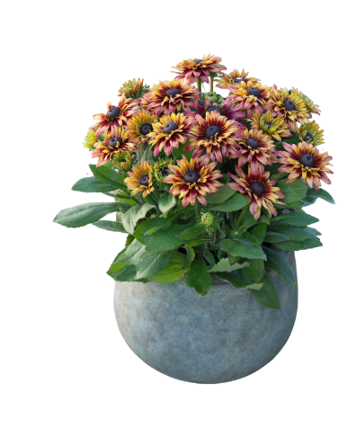 9" Rudbeckia Sunbeckia Graffiti