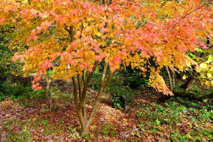 3G ACER SHIRASAWANUM  `AUTUMN MOON`  Autumn Moon Japanese Maple 1003644