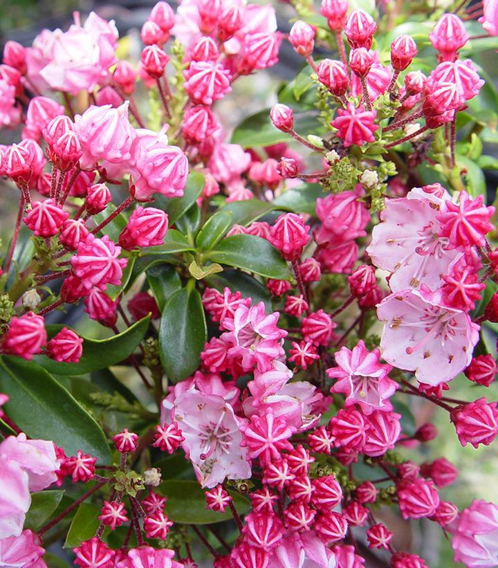 3G Kalmia Latifolia 'Little Linda' - Miniature Mountain Laurel - 1001663