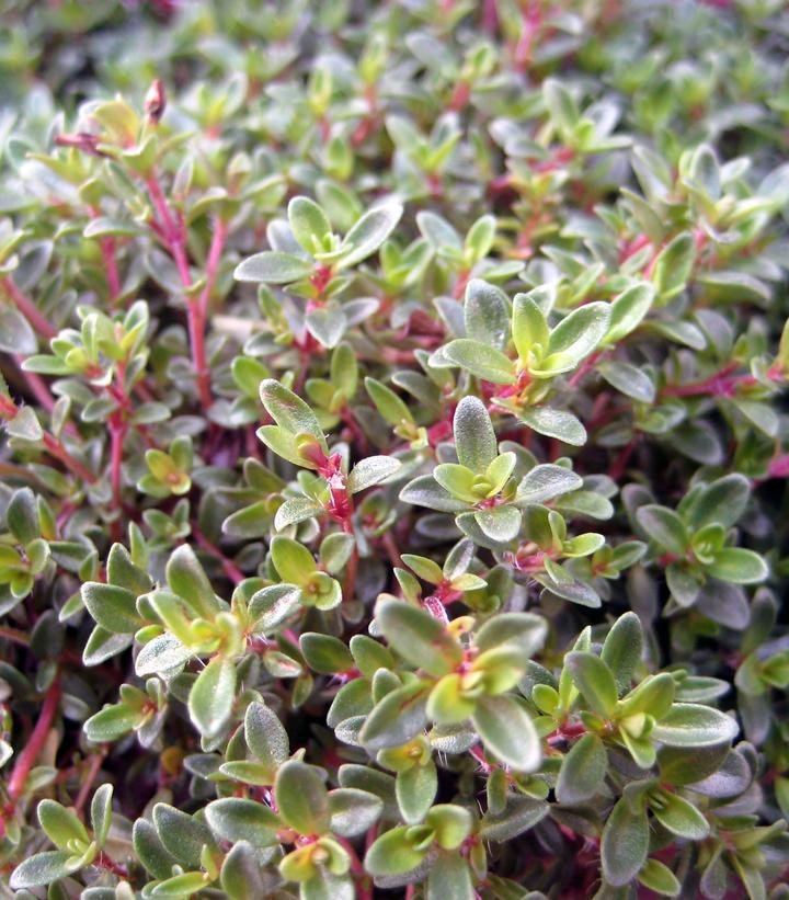 3" Thymus praecox 'Purple Carpet' Purple Carpet Creeping Thyme JC (Purple Creeping Thyme) 1002795