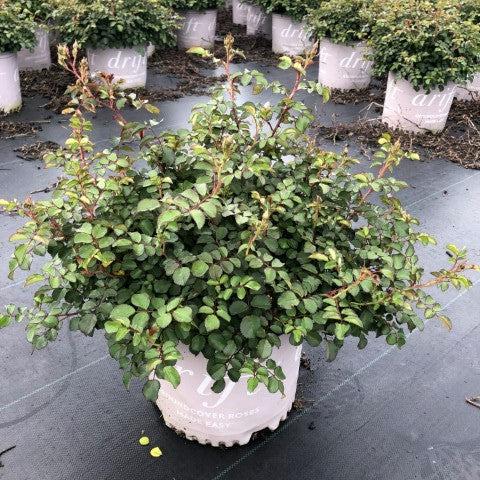 Rosa 'Meifranjin' PP 33,507  - Blushing Drift® Rose