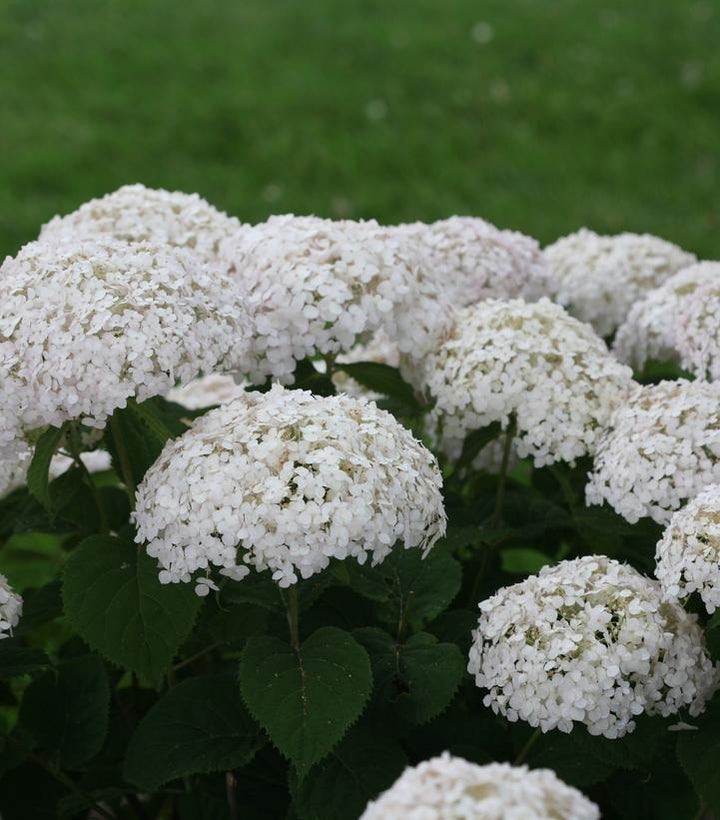 2G PW Hydrangea Arborescens Invincibelle 'Wee White' - Smooth hydrangea - 1009716