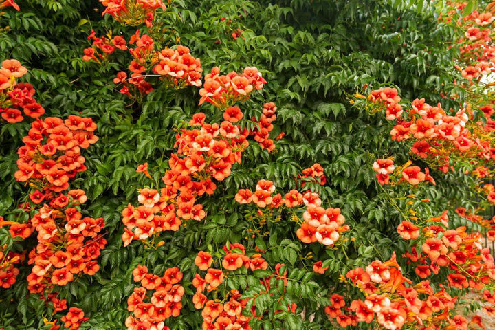 2G Campsis radicans Trumpet Vine 1003450