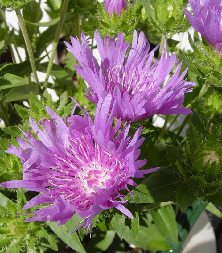 8" Stokesia laevis 'Mel's Blue' Mel's Blue Stoke's Aster: Patent PP23,090 1010917 (Stokes Aster)