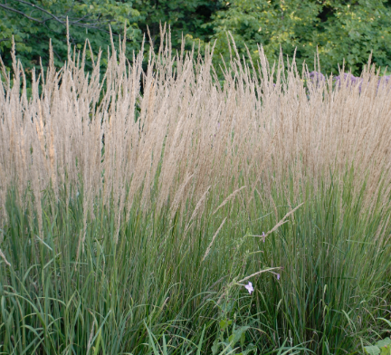 2.5" Calamagrostis Karl Foerster - Feather Reed Grass