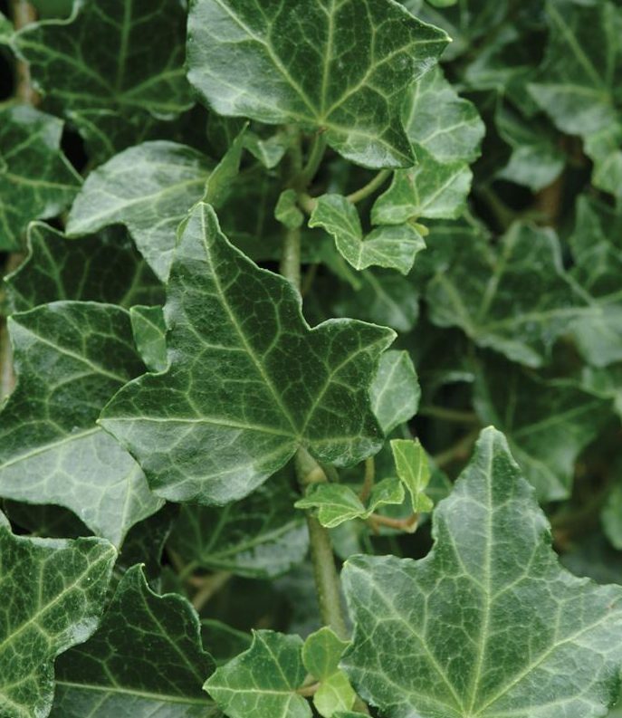 Half Flat Hedera Helix 'Baltica' - English Ivy - 1012446