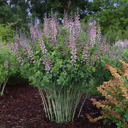 PW® Decadence® Deluxe Pink Truffles False Indigo
