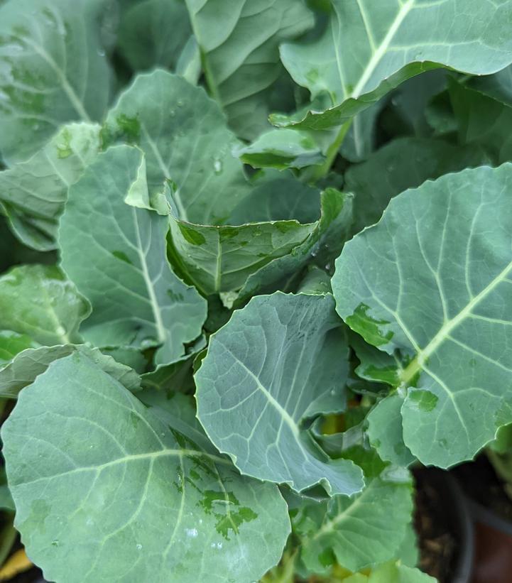 1G Broccolini 'Aspabroc' - 1007719