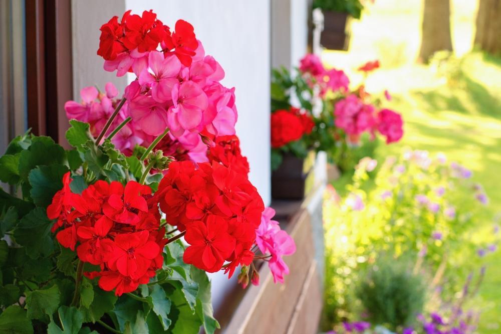 12" TP Geranium Zonal Patio Pot