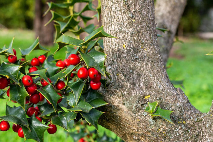 3G Ilex X meserveae 'Berryific' Berryific Holly (Male & Female Same Pot) 1002464