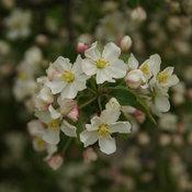 7G Malus 'Lollipop' - Crabapple Tree - 1012585