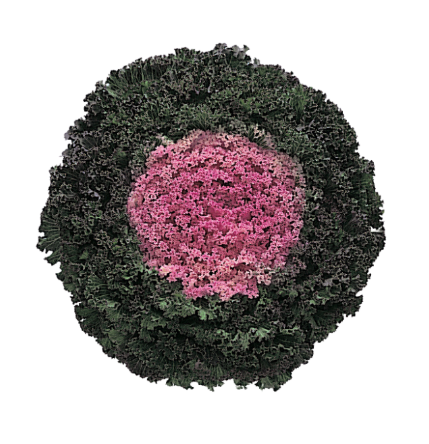 6" Ornamental Flowering Kale - Kamome Pink