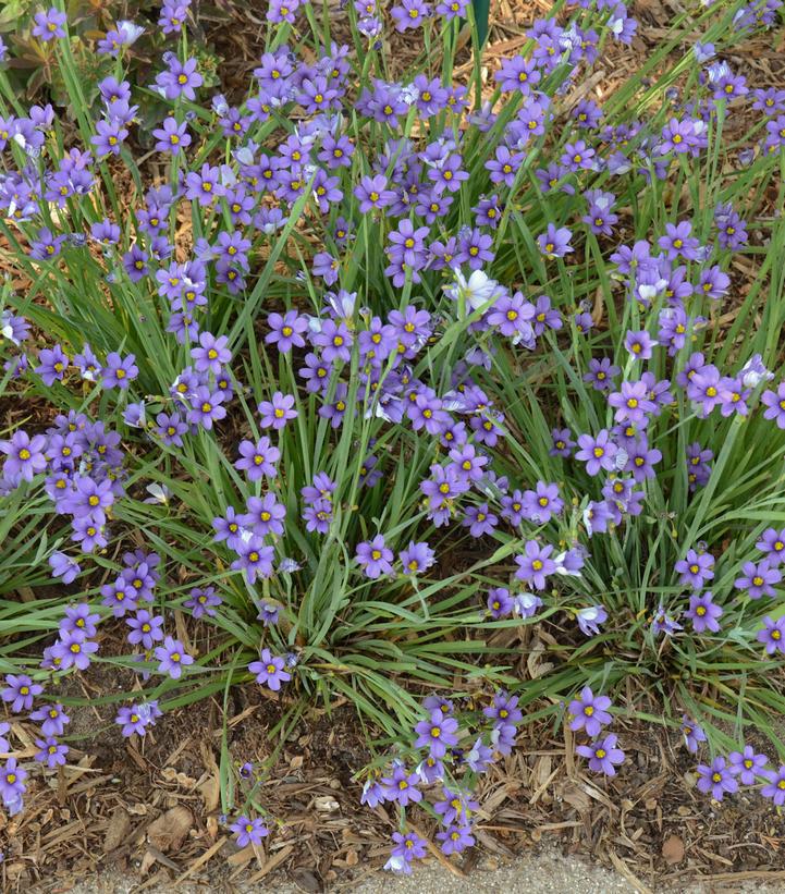 1G Sisyrinchium Angustifolium 'Lucerne' - Blue-Eyed Grass - 1003346