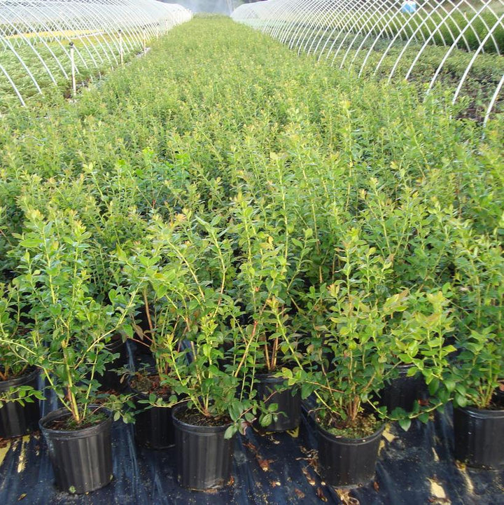 3G Vaccinium Corymbosum 'Blue Ray' - Highbush Blueberry Bush - 1000087