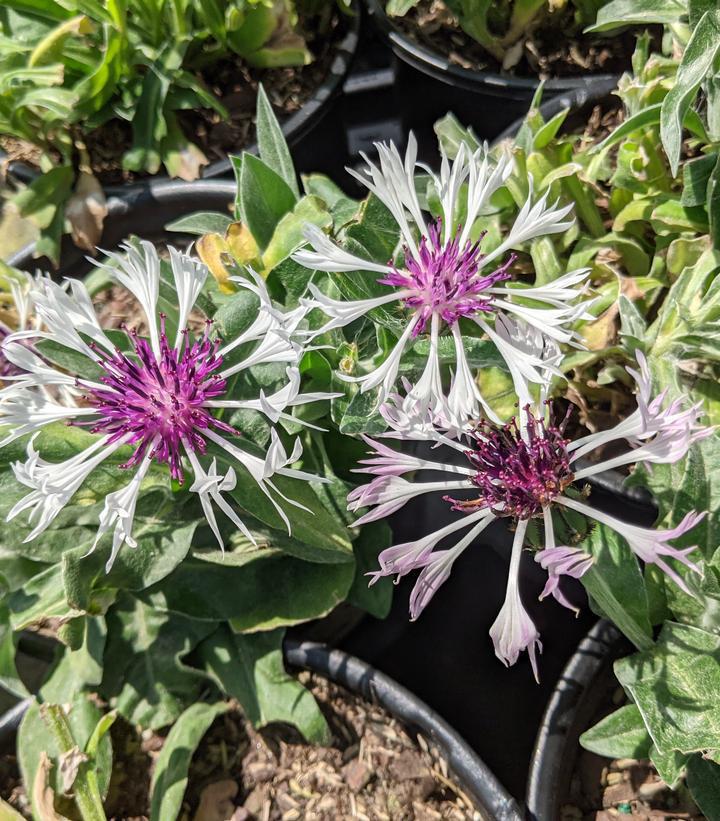 1G Centaurea 'Amethyst In Snow' - Bachelors Button - 1003442