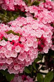 3G Kalmia lat. 'Keepsake' - Mountain Laurel - 1007616