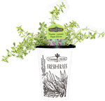 4.33" Thyme Lemon - H0894