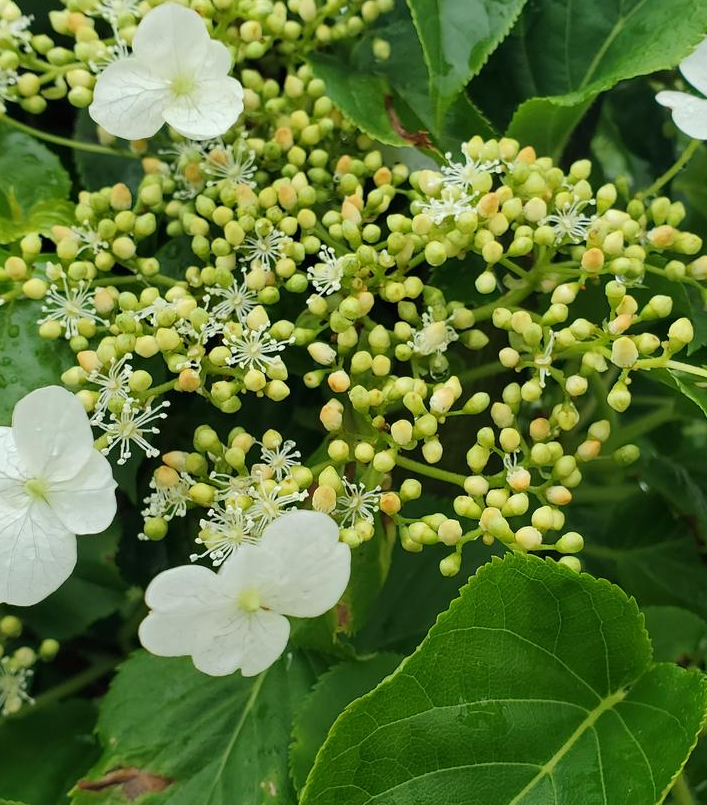 5G Hydrangea Anomala Petiolaris - Climbing Hydrangea - 1001023