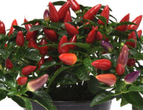 4.5" Ornamental Pepper - Acapulco Multicolor Red