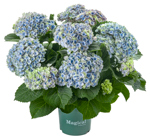 5" Hydrangea Multi Magical Blue - G2322