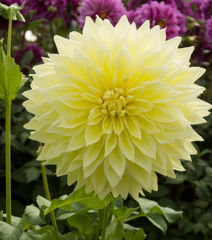 12" Dahlia `Kelvin Floodlight` (Yellow) - Dinnerplate Dahlia - 1014606