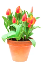 8" Tulip - Red/Yellow