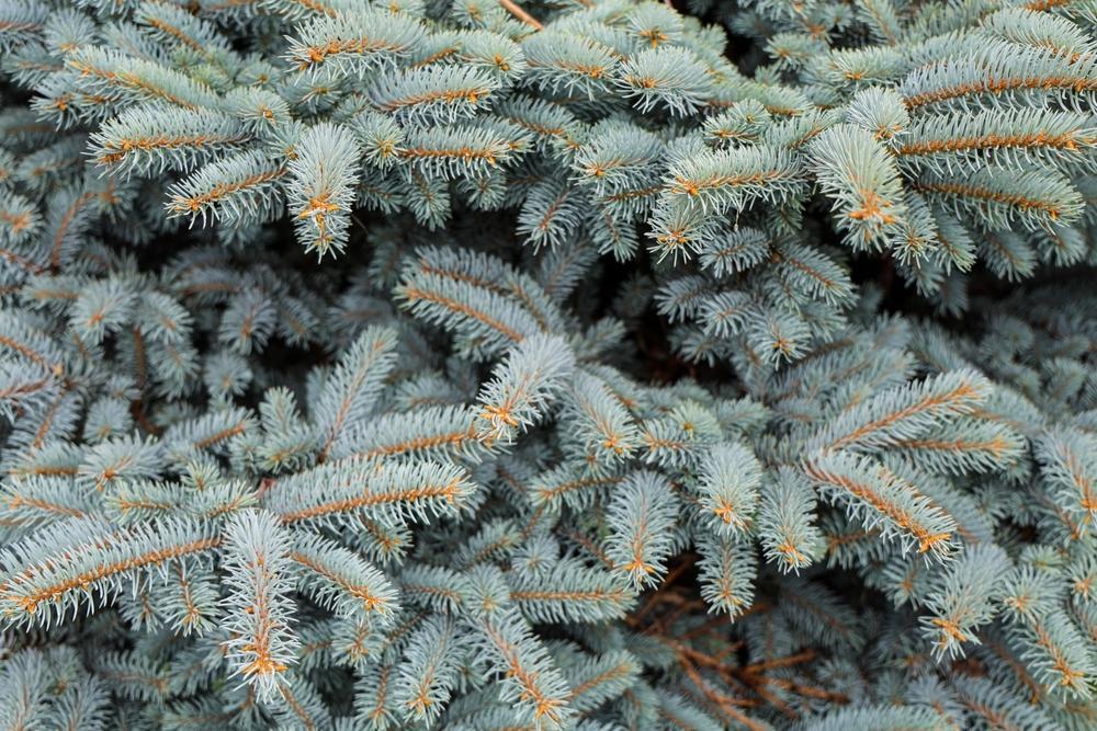 7G Picea Pungens - Fastigiata - Colorado Spruce - 66776-1100
