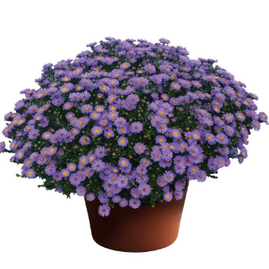 9" Aster - Believer Purple