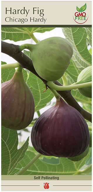 Fig Chicago Hardy Bulbs - 1 Count - 2816100779