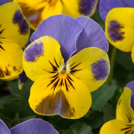 806 Viola - Sorbet Yellow Blue Jump Up