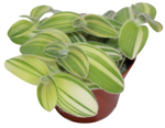 4" Tradescantia - Wandering Jew Velvet Stripe - T2347